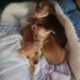 Minipinn puppys
