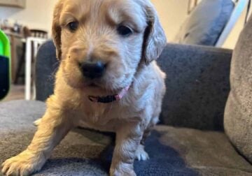 Golden Retriever Puppies