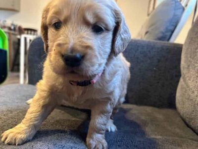 Golden Retriever Puppies
