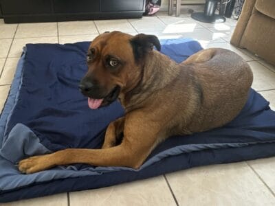 Shepherd/rott mix