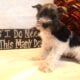Miniature Schnauzer Female AKC Parti Trina