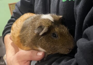 Guinea Pig