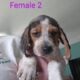 Female Beagle Puppies
