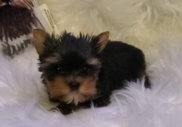 10 weeks old AKC Male Yorkie