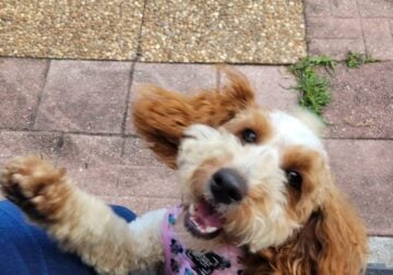 1 YEAR OLD BERNEDOODLE