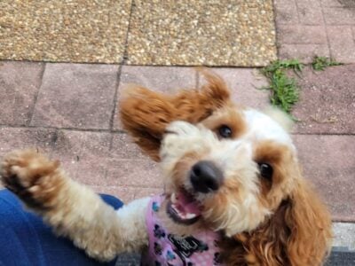1 YEAR OLD BERNEDOODLE