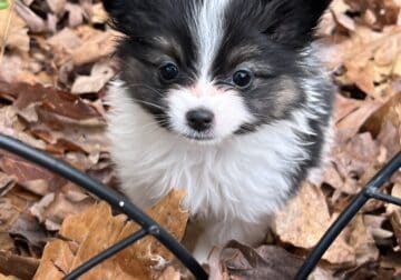 papillon puppy – Jake