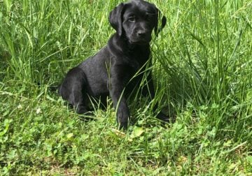 AKC/UKC Labrador Retriever Puppies for Sale