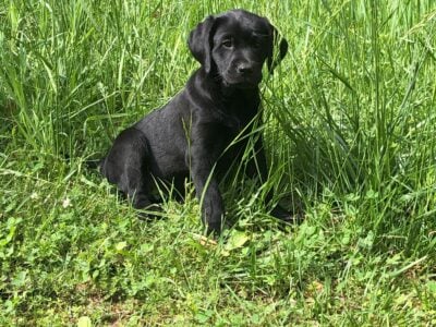 AKC/UKC Labrador Retriever Puppies for Sale