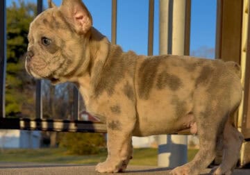 12 week old male lilac Merle frenchbulldog