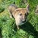 Gorgeous litter of six German Shepherd puppies for