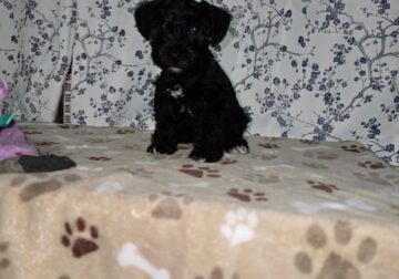 Female Black/White Puppy