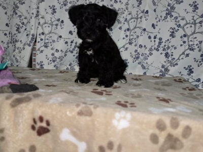 Female Black/White Puppy