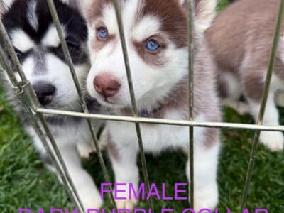 HUSKY PUPPIES