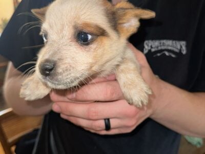 Red Heeler Purebred puppy’s