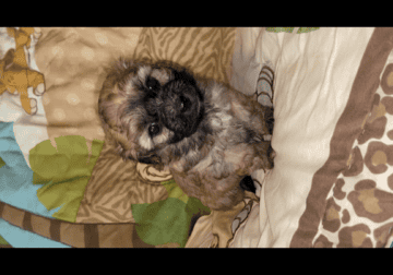 Shihpoo Puppy #3