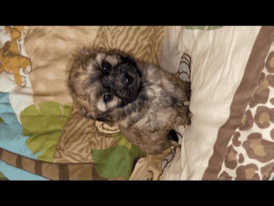 Shihpoo Puppy #3