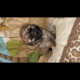 Shihpoo Puppy #3