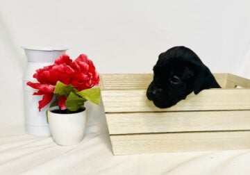 Cane Corso/ Bullmastiff female puppy-Lt Pink