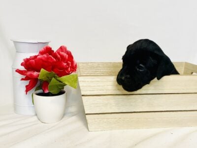 Cane Corso/ Bullmastiff female puppy-Lt Pink