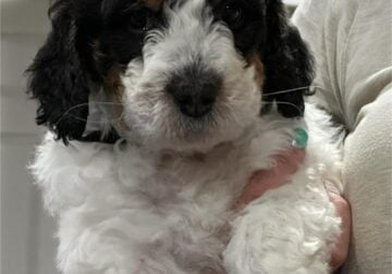 Bernedoodle Puppies