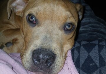 6 month old beautiful Female blue fawn Am. Staff
