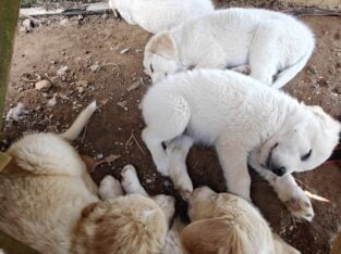 Male pyrenees puppies