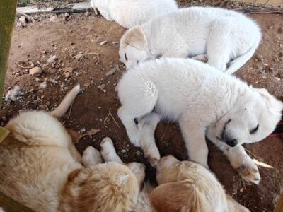 Male pyrenees puppies