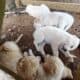 Male pyrenees puppies