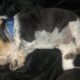 Purebred male beagle puppy