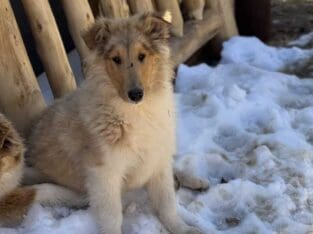 Rough Collie