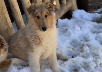 Rough Collie