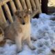 Rough Collie