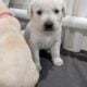 Labrador Retriever Puppies