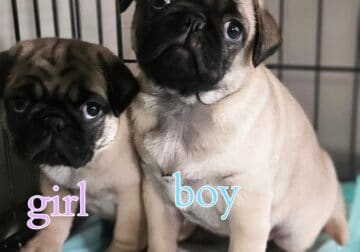 Traditional Fawn Boy Pug