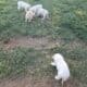 Male pyrenees puppies