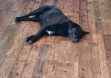 13 Month Old Black Lab/Border Collie Mix For Sale