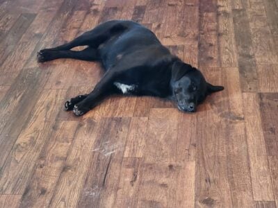 13 Month Old Black Lab/Border Collie Mix For Sale