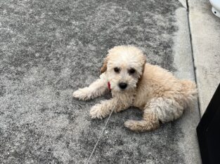 Golden doodle puppy 14 weeks old