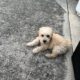 Golden doodle puppy 14 weeks old
