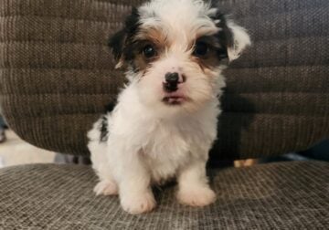 7 week old yorkie puppies
