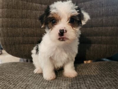 7 week old yorkie puppies