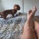 7 months old dachshund needs new home