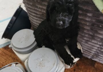 Goldendoodles