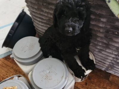 Goldendoodles