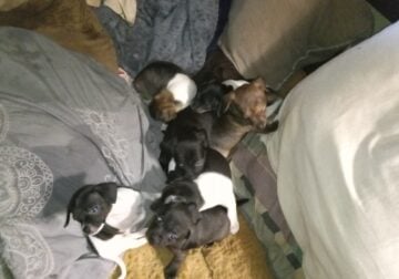 Miniature Pincher Puppies