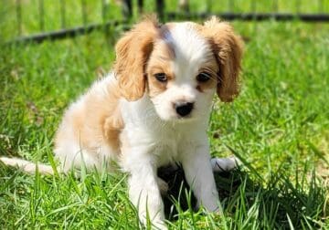 Cavalier King Charles Spaniel Puppies