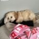 Golden doodle puppy 14 weeks old