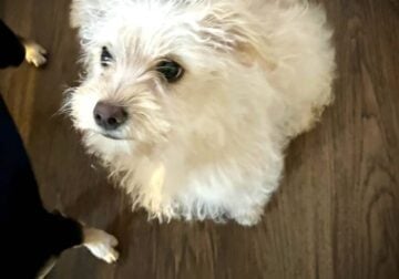 Tebitan Terrier Female Puppy