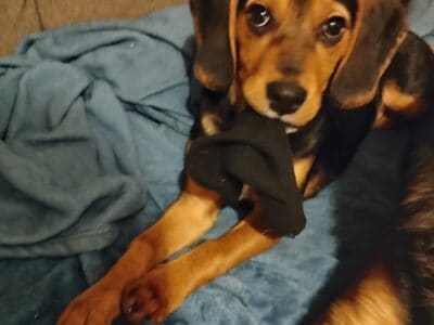 Beagle Puppy 5 months old male